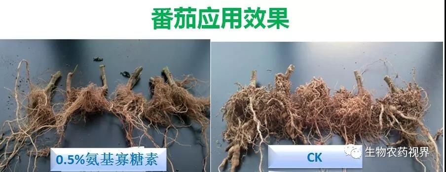 氨基寡糖素 - 植物的免疫衛(wèi)士，根結(jié)線蟲的克星