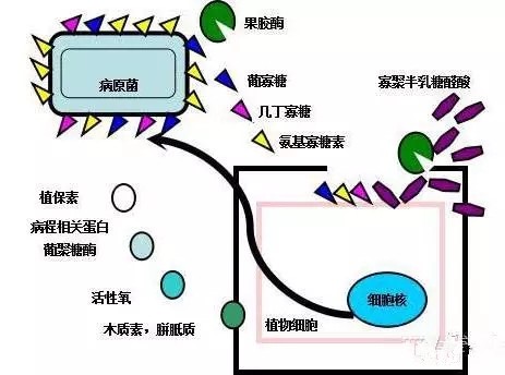 氨基寡糖素 - 植物的免疫衛(wèi)士，根結(jié)線蟲的克星