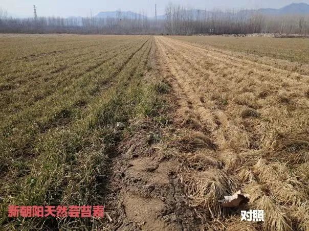 小麥拌種選新朝陽天然蕓苔素，讓小麥高產(chǎn)贏在起跑線上?。ㄐ←溤谑裁磿r候用蕓苔素效果最佳）