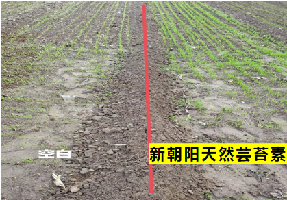 小麥拌種選新朝陽天然蕓苔素，讓小麥高產(chǎn)贏在起跑線上?。ㄐ←溤谑裁磿r候用蕓苔素效果最佳）